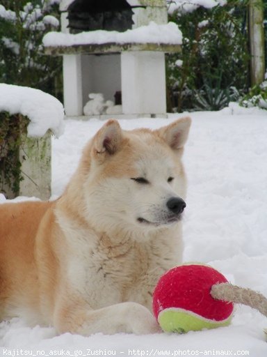 Photo d'Akita inu