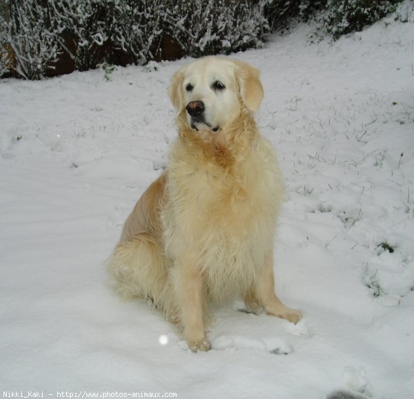 Photo de Golden retriever