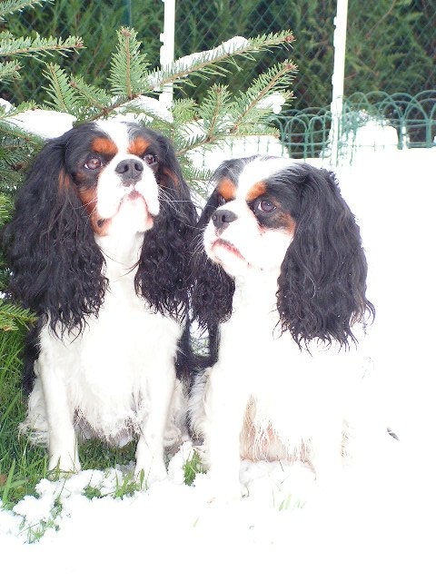 Photo de Cavalier king charles spaniel