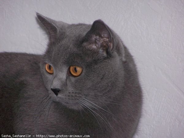 Photo de Chartreux