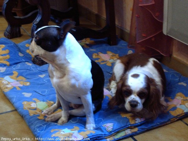 Photo de Cavalier king charles spaniel