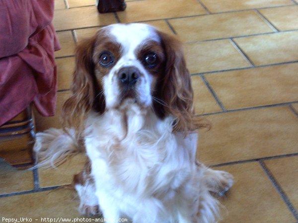 Photo de Cavalier king charles spaniel