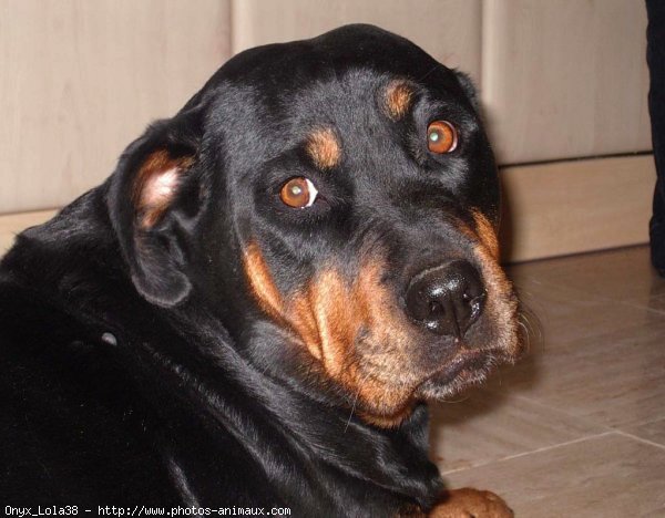 Photo de Rottweiler