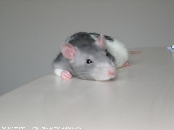 Photo de Rat