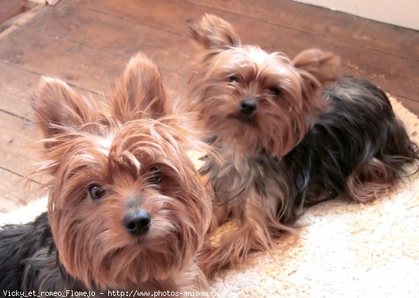 Photo de Yorkshire terrier