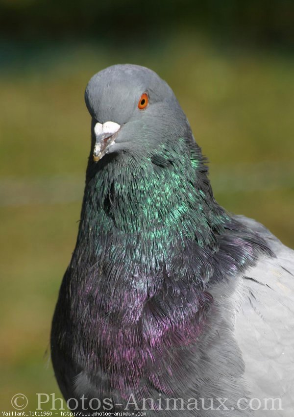 Photo de Pigeon