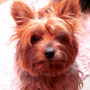 Photo de Yorkshire terrier