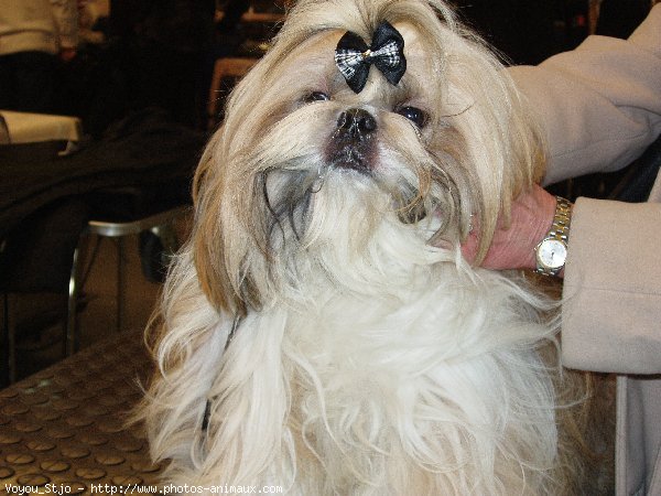 Photo de Shih tzu