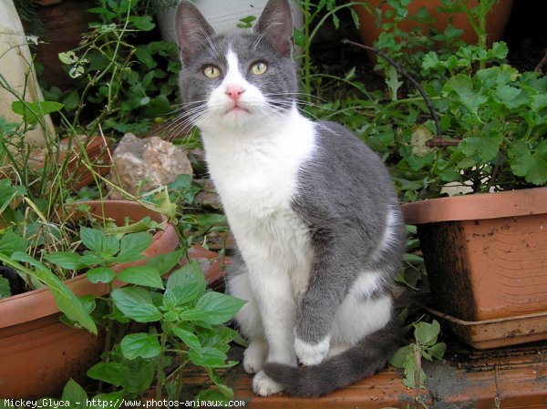 Photo de Chat domestique