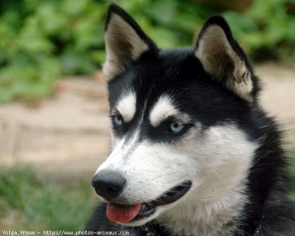 Photo de Husky siberien