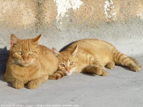 Photo de Chat domestique