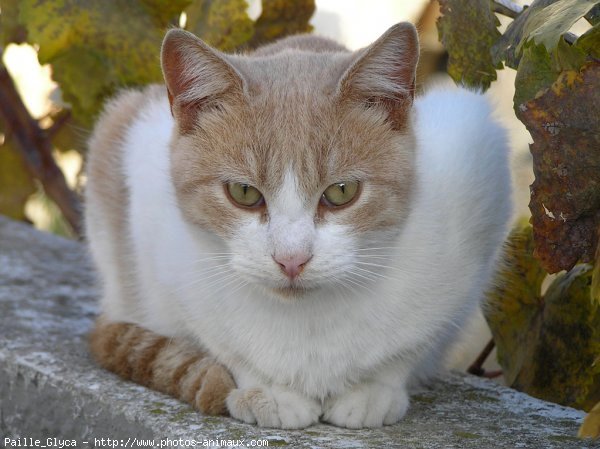 Photo de Chat domestique