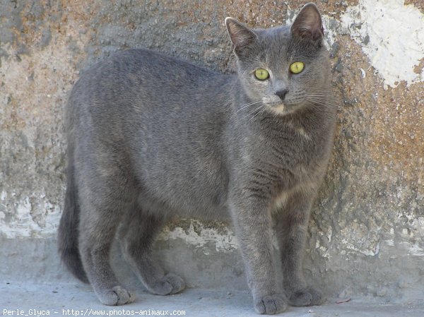 Photo de Chat domestique