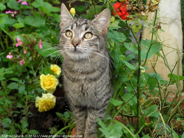 Photo de Chat domestique