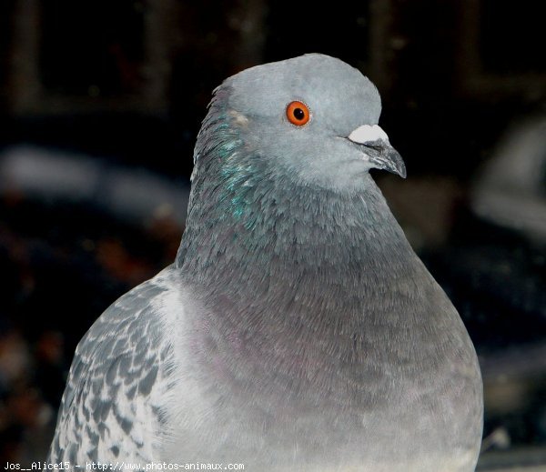 Photo de Pigeon