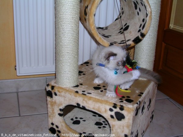 Photo de Ragdoll