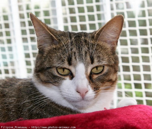 Photo de Chat domestique