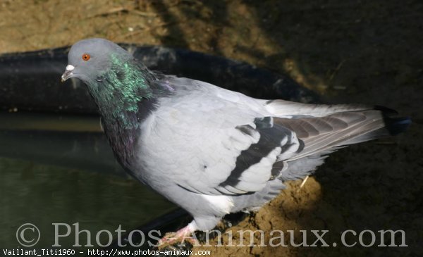 Photo de Pigeon