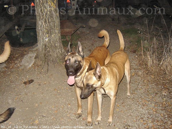 Photo de Berger belge malinois