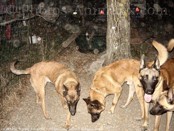 Photo de Berger belge malinois