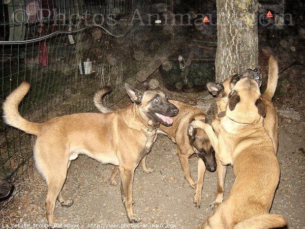 Photo de Berger belge malinois