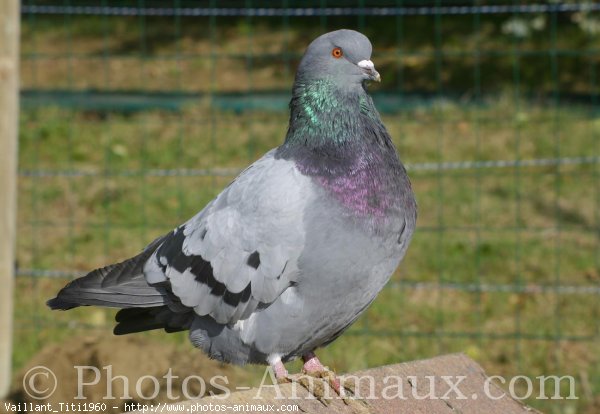 Photo de Pigeon