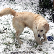 Photo de Golden retriever