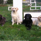 Photo de Labrador retriever