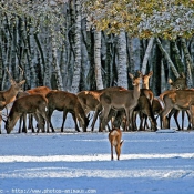 Photo de Biche