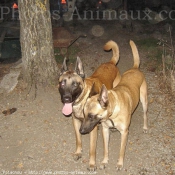 Photo de Berger belge malinois