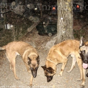 Photo de Berger belge malinois