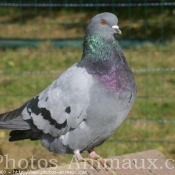 Photo de Pigeon