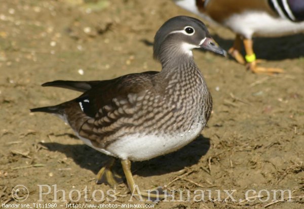 Photo de Canard