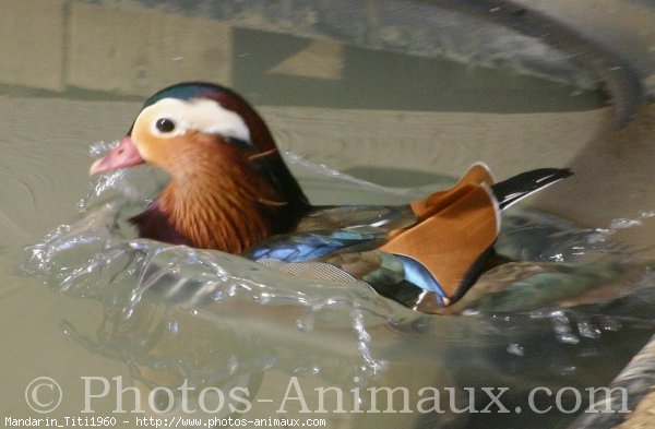 Photo de Canard