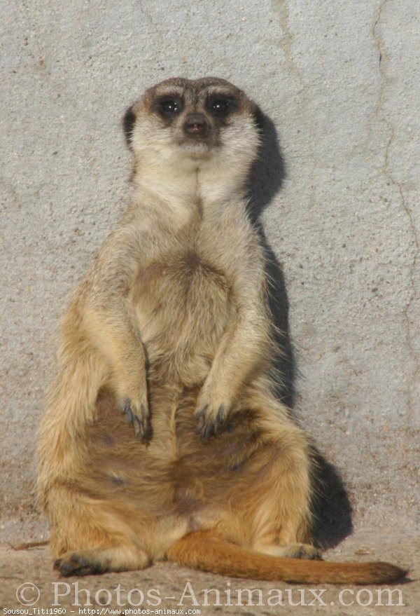 Photo de Suricate