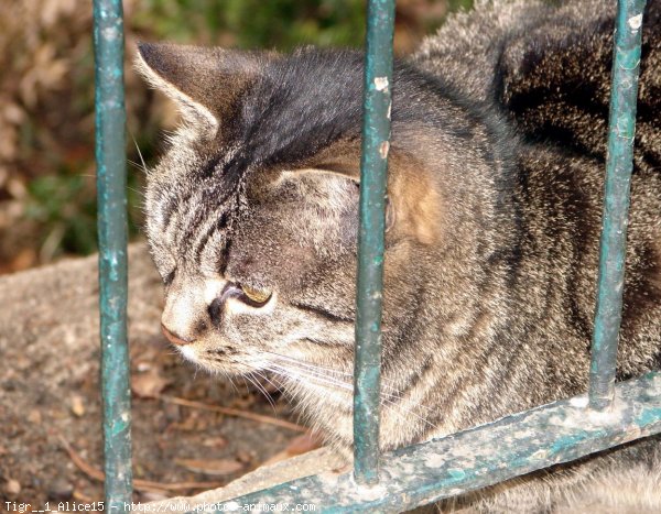 Photo de Chat domestique