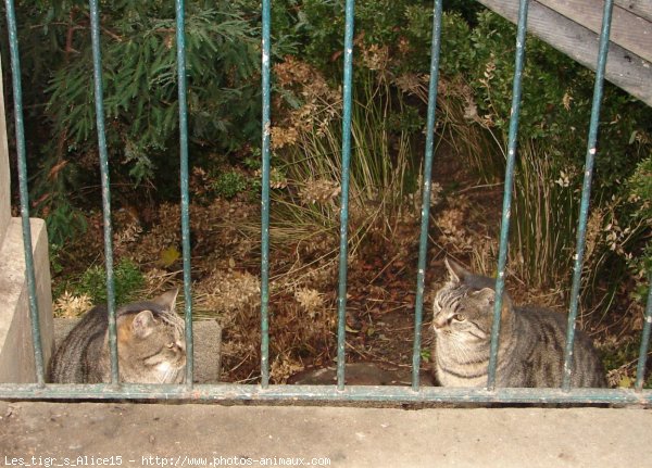 Photo de Chat domestique