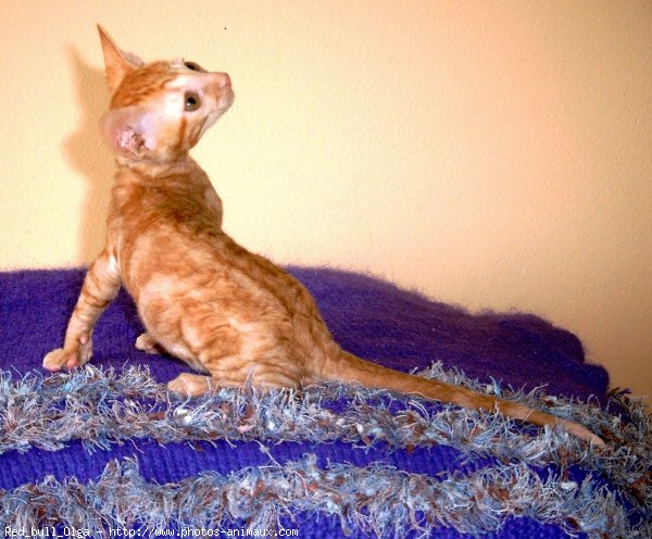 Photo de Cornish rex