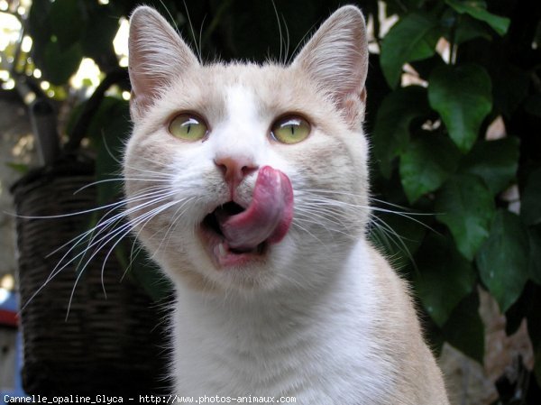 Photo de Chat domestique