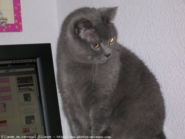 Photo de Chartreux