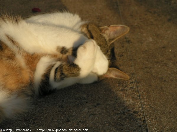 Photo de Chat domestique