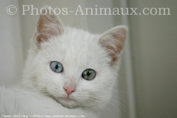 Photo d'Angora turc