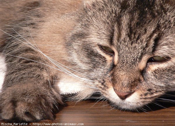 Photo de Chat domestique