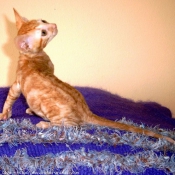 Photo de Cornish rex