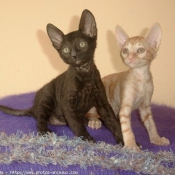 Photo de Cornish rex