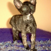 Photo de Cornish rex