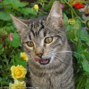 Photo de Chat domestique