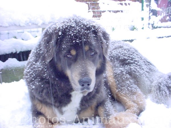 Photo de Dogue du tibet