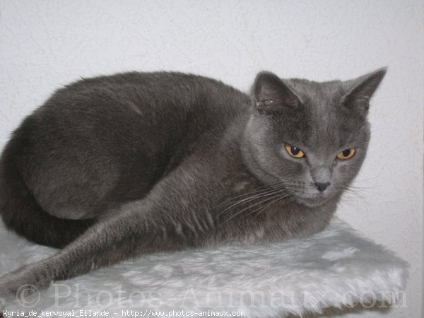 Photo de Chartreux