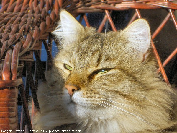 Photo de Croisement